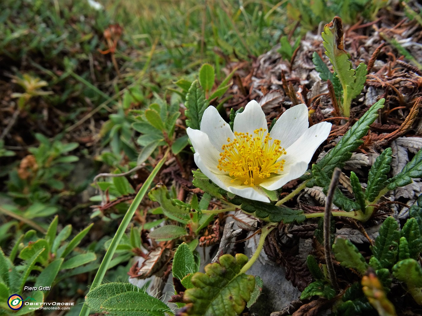 38 Dryas ocotpetala (Camedrio alpino) ...unico esemplare incontarto.JPG